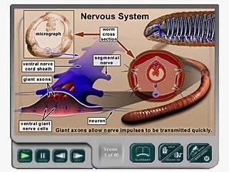 annelid characteristics