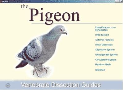 Pigeon Dissection Guide Alternatives database interniche