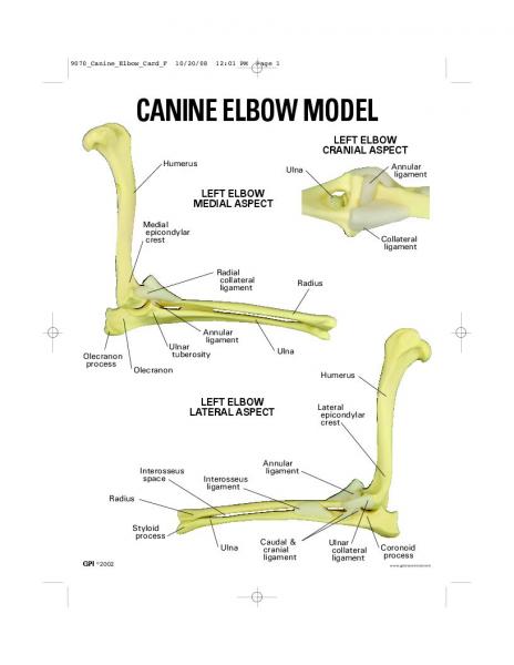 Dog Humerus Anatomy Alternatives database interniche