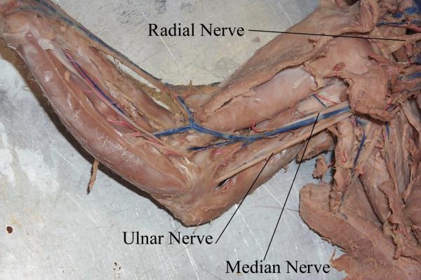 Virtual Cat Dissection