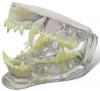 Canine Clear Jaw Anatomy Model