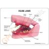 Feline Jaw Anatomy Model