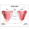 Feline Jaw Anatomy Model