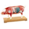 Acupunture Model Pig