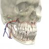 3D Anatomy for Dental Hygiene