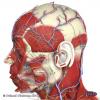 3D Anatomy for Otolaryngology and Head and Neck Surgery