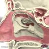 3D Anatomy for Otolaryngology and Head and Neck Surgery