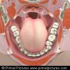 3D Head and Neck Anatomy for Dentistry