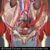 Interactive Pelvis and Perineum