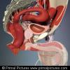 Interactive Pelvis and Perineum