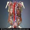 Interactive Thorax and Abdomen