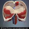 Interactive Thorax and Abdomen