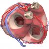 Radiological Cross-Sectional Anatomy with Multidetector CT: Trunk