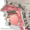 3D Anatomy for Speech Language Pathology