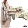 3D Anatomy for Speech Language Pathology