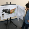 Cow Anatomy 3D Flip Chart