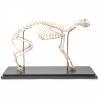 Cat Skeleton (Felis Catus, Flexible)