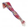 SynTissue® Arm