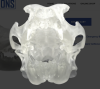 Clear VetBones Canine Skull 